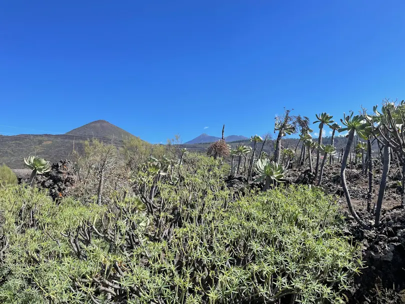 Santiago del Teide - Los Gigantes