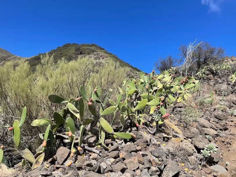 Santiago del Teide - Los Gigantes